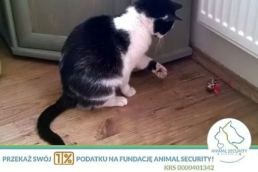 Pani Poppers przemiła dorosła kotka szuka kochając