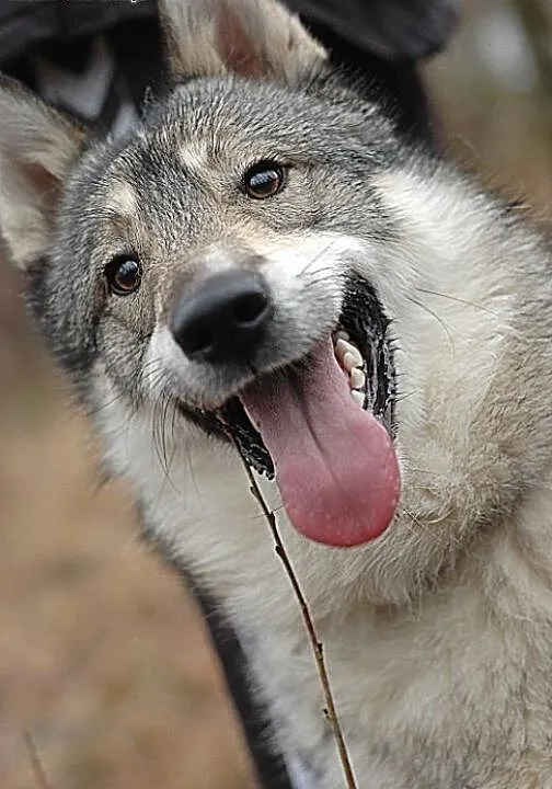 Boy - psiak w typie husky szuka kochającego domu ,