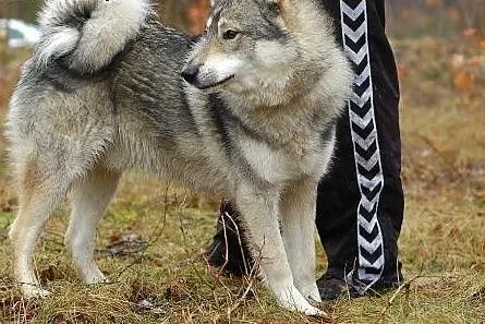 Boy - psiak w typie husky szuka kochającego domu ,