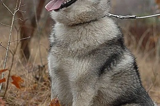 Boy - psiak w typie husky szuka kochającego domu ,