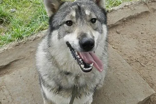 Boy - psiak w typie husky szuka kochającego domu ,