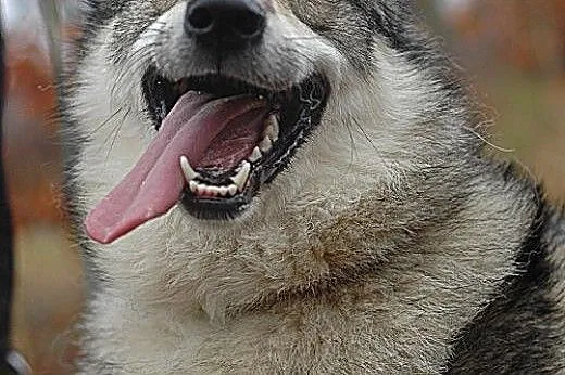 Boy - psiak w typie husky szuka kochającego domu ,