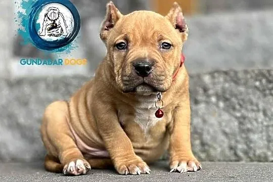 American Bully ABKC piesek, Wielkopolskie, Koło