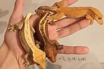 3 samice gekona orzęsionego !!!OKAZJA!!!