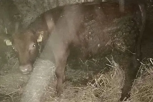 Byczki i jałoszki mięsne-odsadki, Mazowieckie, Sokołów Podlaski
