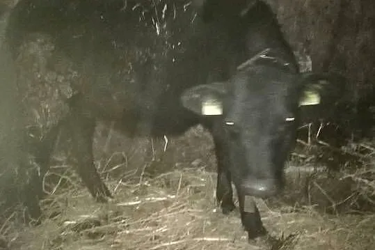 Byczki i jałoszki mięsne-odsadki, Mazowieckie, Sokołów Podlaski
