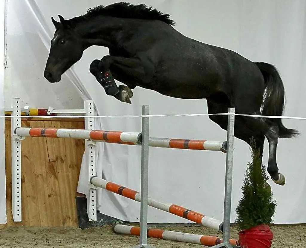 2-letni Ogier po Pr.H.Bingo Boy x Diarado, , Nowy