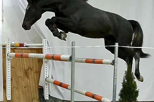 2-letni Ogier po Pr.H.Bingo Boy x Diarado