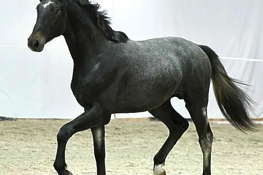 2-letni Ogier po Pr.H.Bingo Boy x Diarado, , Nowy
