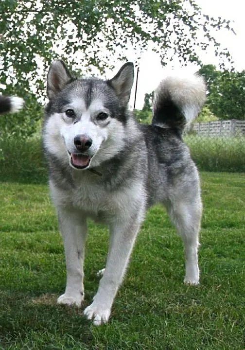Agatka młoda, piękna suka alaskan malamute szuka k