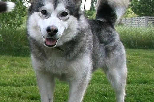 Agatka młoda, piękna suka alaskan malamute szuka k