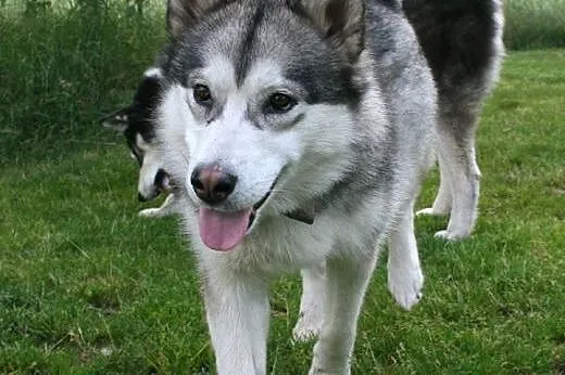 Agatka młoda, piękna suka alaskan malamute szuka k