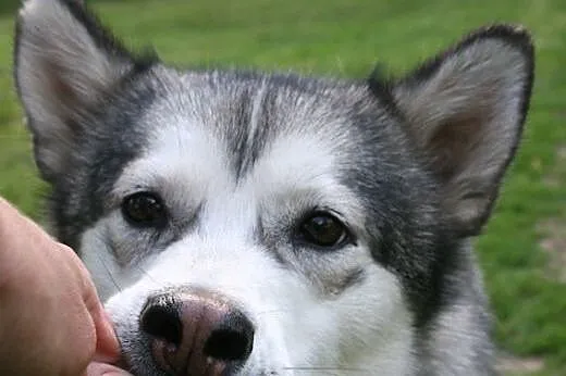 Agatka młoda, piękna suka alaskan malamute szuka k