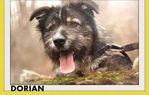 DORIAN,duży,łagodny,szorstkowłosy,wesoły pies.ADOP