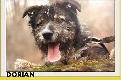 DORIAN,duży,łagodny,szorstkowłosy,wesoły pies.ADOP