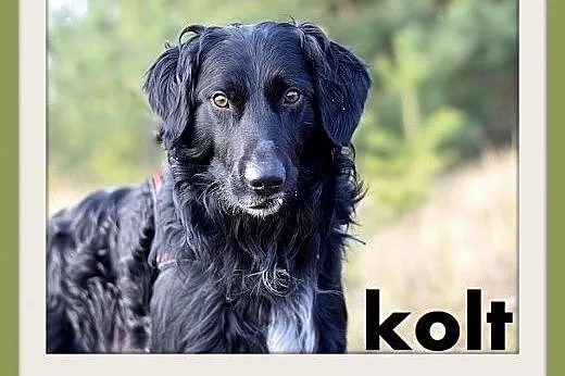KOLT,czarny retriever,przyjazny wobec opiekunów,wesoły pies.ADOPCJA,  dolnośląskie Wrocław