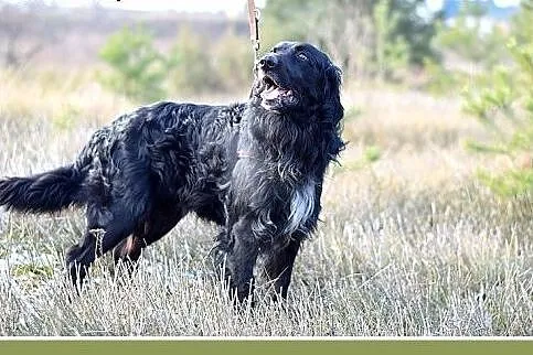KOLT,czarny retriever,przyjazny wobec opiekunów,we