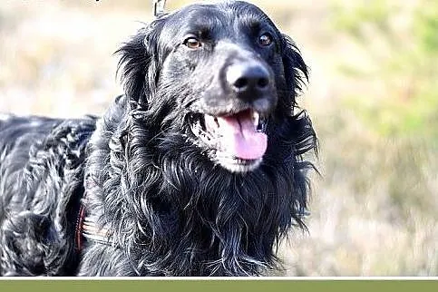 KOLT,czarny retriever,przyjazny wobec opiekunów,we