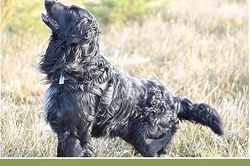 KOLT,czarny retriever,przyjazny wobec opiekunów,we
