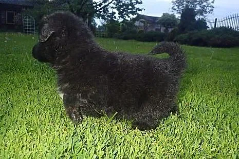 Słodziak do adopcji :) ,  łódzkie Skierniewice