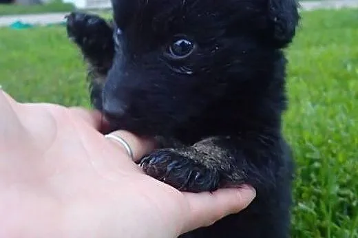 Słodziak do adopcji :) ,  łódzkie Skierniewice