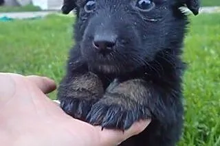 Słodziak do adopcji :) ,  łódzkie Skierniewice