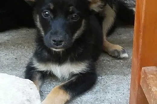 2 śliczne maluchy około 8 tyg wypatrują domki!! , 