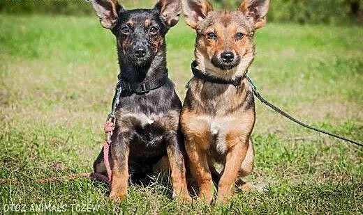 OTOZ Animals - Masza i Cekin - urocze 6 mies. szcz
