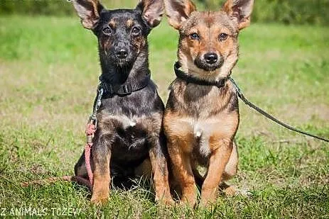 OTOZ Animals - Masza i Cekin - urocze 6 mies. szcz