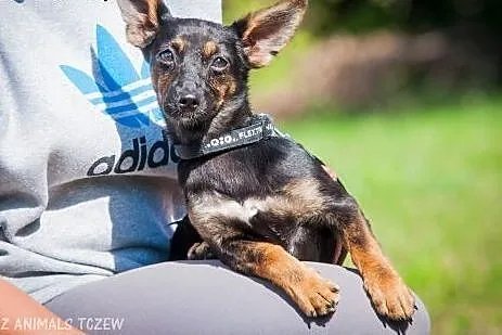 OTOZ Animals - Masza i Cekin - urocze 6 mies. szcz
