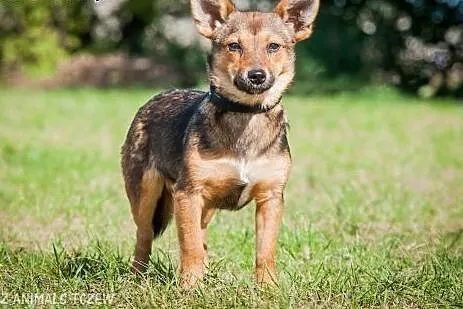 OTOZ Animals - Masza i Cekin - urocze 6 mies. szcz