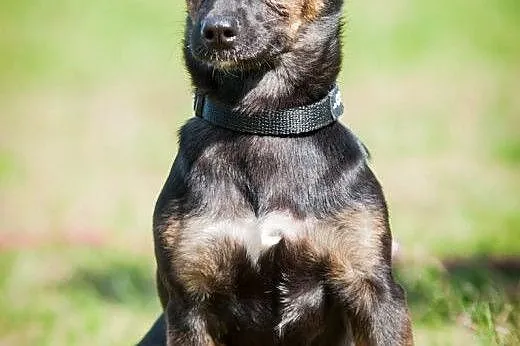 OTOZ Animals - Masza i Cekin - urocze 6 mies. szcz
