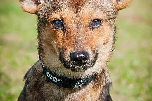 OTOZ Animals - Masza i Cekin - urocze 6 mies. szcz