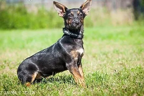 OTOZ Animals - Masza i Cekin - urocze 6 mies. szcz