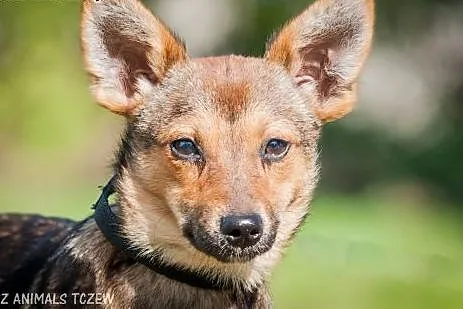 OTOZ Animals - Masza i Cekin - urocze 6 mies. szcz