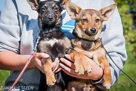 OTOZ Animals - Masza i Cekin - urocze 6 mies. szcz