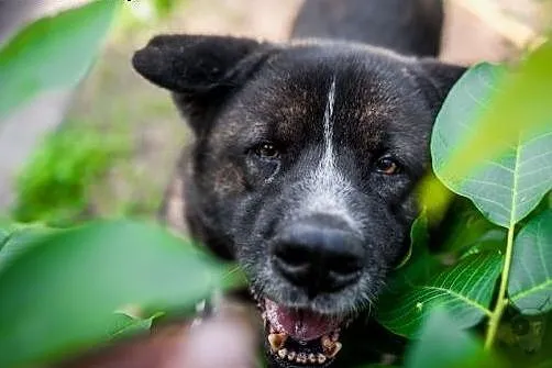 APE - wcielenie łagodności i do Człowieka miłości 