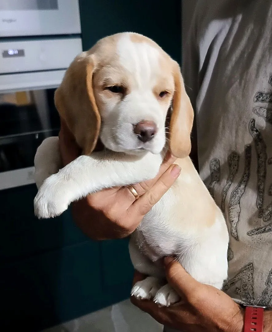 Szczenię Beagle, Śląskie, Konopiska