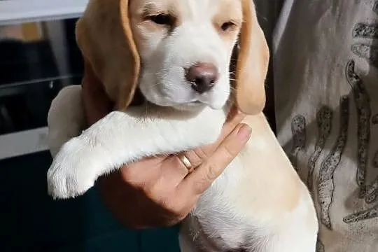 Szczenię Beagle, Śląskie, Konopiska