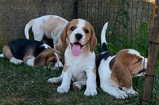 Szczenię Beagle, Śląskie, Konopiska