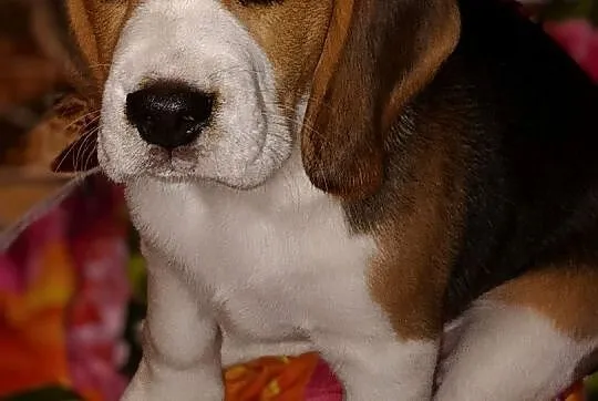 Szczenię Beagle, Śląskie, Konopiska
