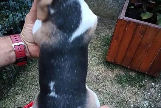 Szczenię Beagle, Śląskie, Konopiska