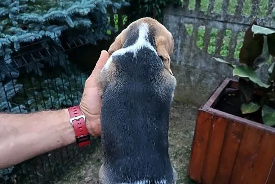 Szczenię Beagle, Śląskie, Konopiska