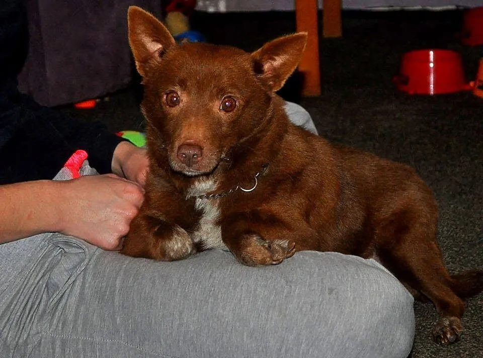 Karmelka - malutka suczka IDEAŁ adopcja
