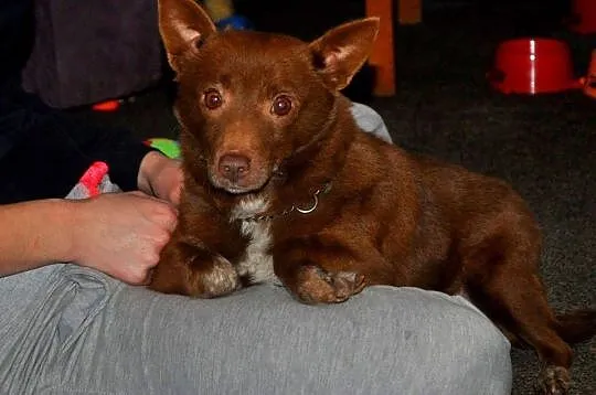 Karmelka - malutka suczka IDEAŁ adopcja