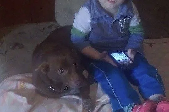 Karmelka - malutka suczka IDEAŁ adopcja
