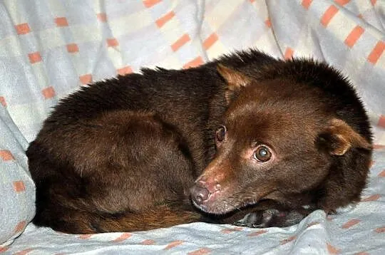 Karmelka - malutka suczka IDEAŁ adopcja