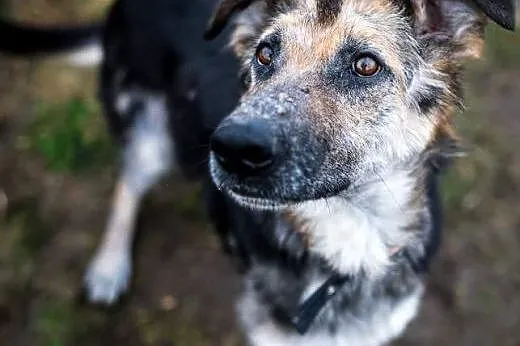 Leo - cudowny mix owczarka niemieckiego szuka domu!,  mazowieckie Warszawa
