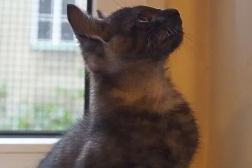 Kociak Gray słodkie dymne cudeńko czeka na kochają