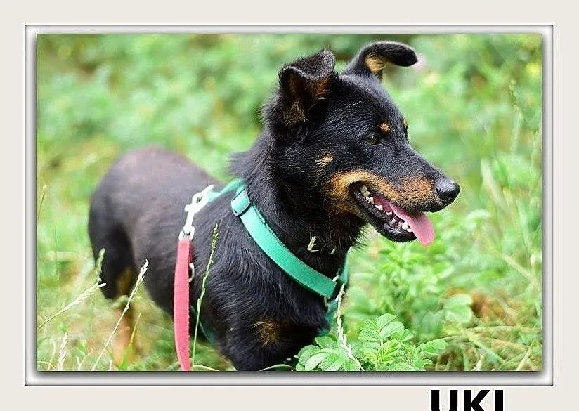 UKI,mały,krótsze lapki,wesoły,szczepiony piesek .ADOPCJA, Mazowieckie, Warszawa